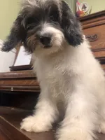 Dandy, a male Miniature Bernedoodle for sale in Columbus, NE – 2 of 9