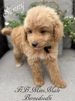 Sunny, a male Miniature Bernedoodle for sale in Columbus, NE – 4 of 4