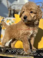 Sunny, a male Miniature Bernedoodle for sale in Columbus, NE – Photo 2 of 2