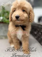 Sunny, a male Miniature Bernedoodle for sale in Columbus, NE – 1 of 4