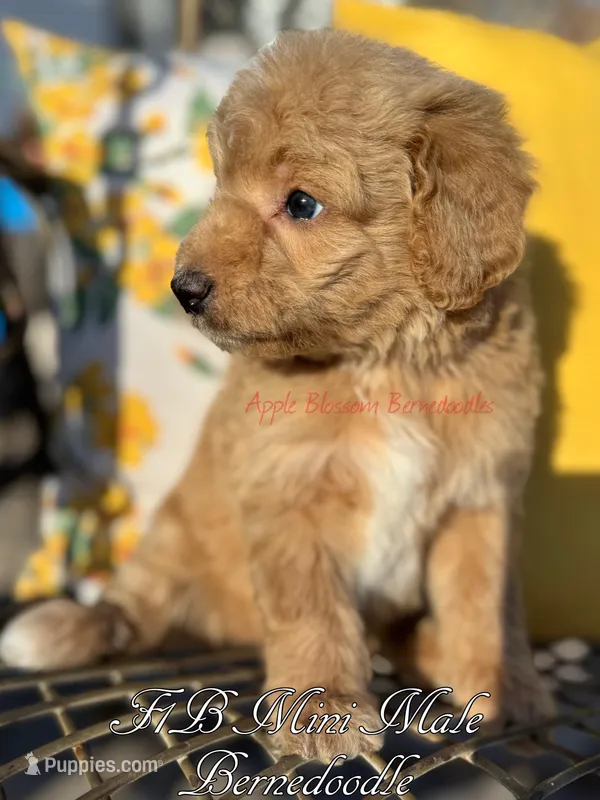 Sunny – Miniature Bernedoodle puppy for sale in Columbus, NE