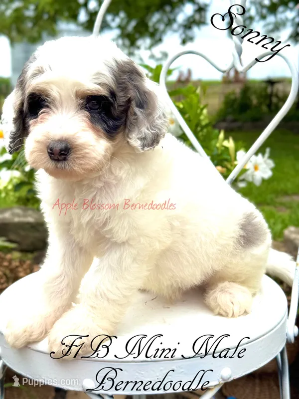Sonny – Miniature Bernedoodle puppy for sale in Columbus, NE