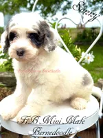 Sonny, a male Miniature Bernedoodle for sale in Columbus, NE – 3 of 6