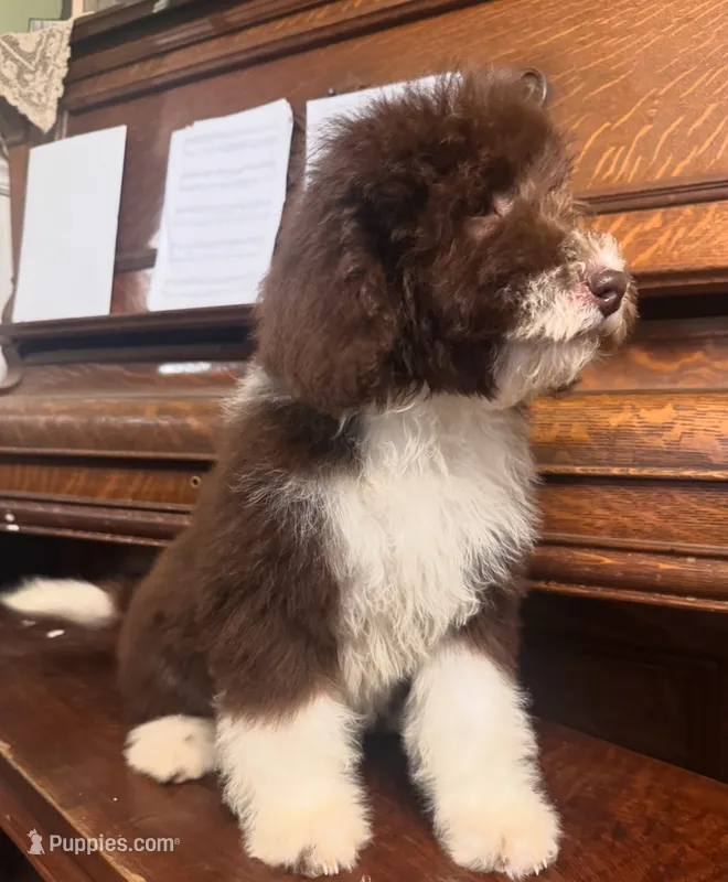 Clover – Miniature Bernedoodle puppy for sale in Columbus, NE