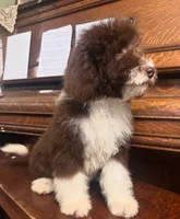 Clover, a female Miniature Bernedoodle for sale in Columbus, NE – 1 of 8