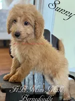 Sunny, a male Miniature Bernedoodle for sale in Columbus, NE – 2 of 6
