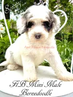 Sonny, a male Miniature Bernedoodle for sale in Columbus, NE – 4 of 6