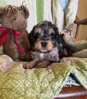 Doody, a male Miniature Bernedoodle for sale in Columbus, NE – 2 of 2