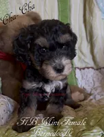 Cha-Cha, a female Miniature Bernedoodle for sale in Columbus, NE – 2 of 2