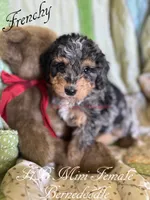 Frenchy, a female Miniature Bernedoodle for sale in Columbus, NE – 2 of 2