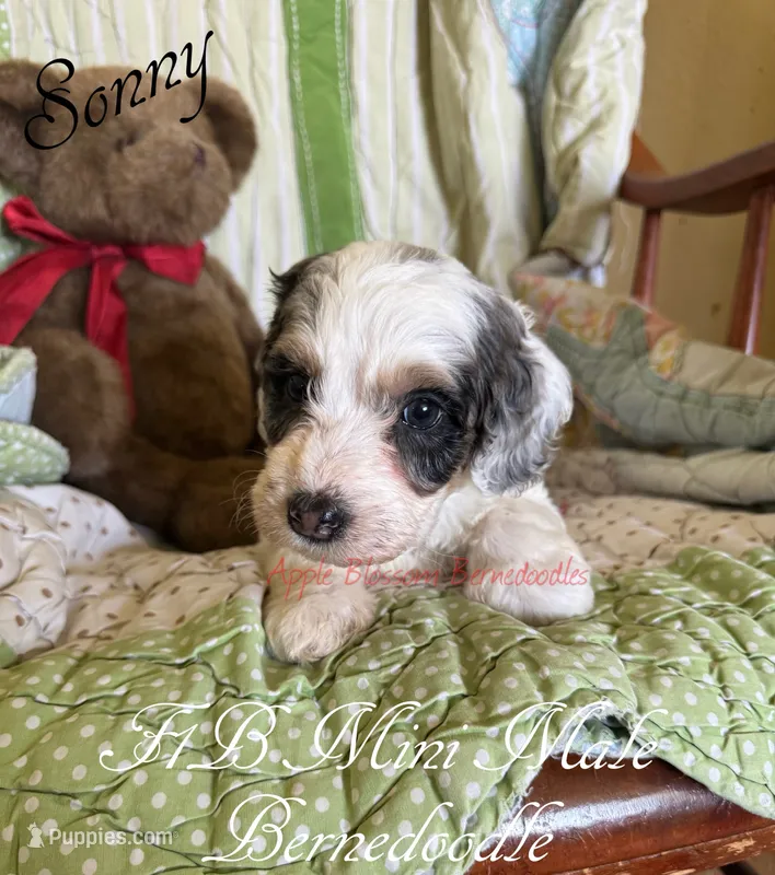 Sonny – Miniature Bernedoodle puppy for sale in Columbus, NE