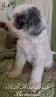 Sonny, a male Miniature Bernedoodle for sale in Columbus, NE – 2 of 2