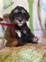 Kenickie, a male Miniature Bernedoodle for sale in Columbus, NE – 2 of 2