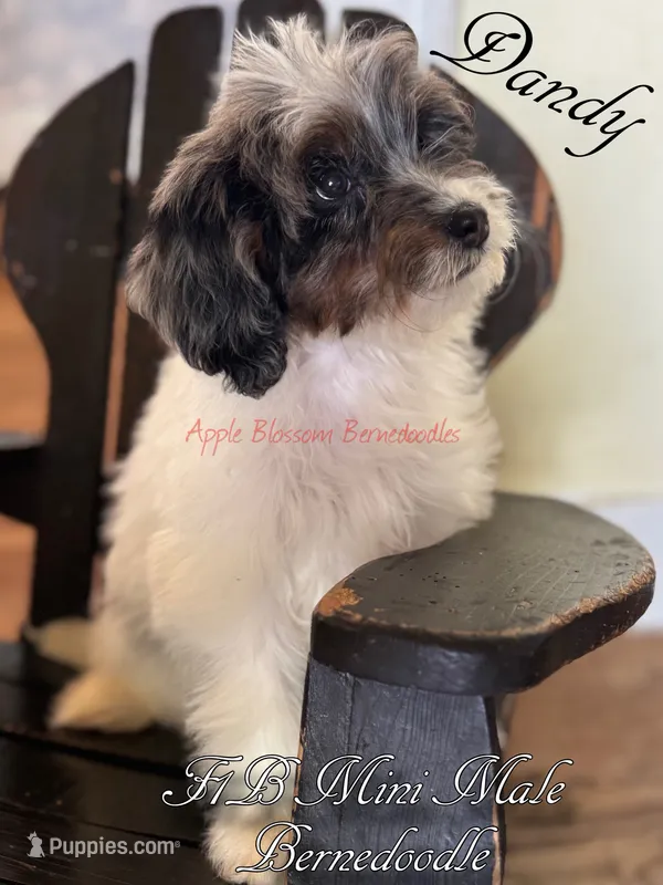 Dandy – Miniature Bernedoodle puppy for sale in Columbus, NE