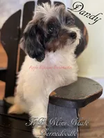 Dandy, a male Miniature Bernedoodle for sale in Columbus, NE – 4 of 9