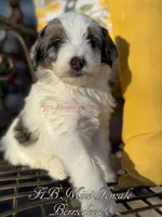 Lily, a female Miniature Bernedoodle for sale in Columbus, NE – Photo 1 of 2