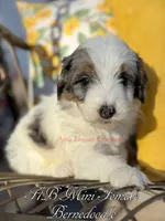 Lily, a female Miniature Bernedoodle for sale in Columbus, NE – Photo 2 of 2