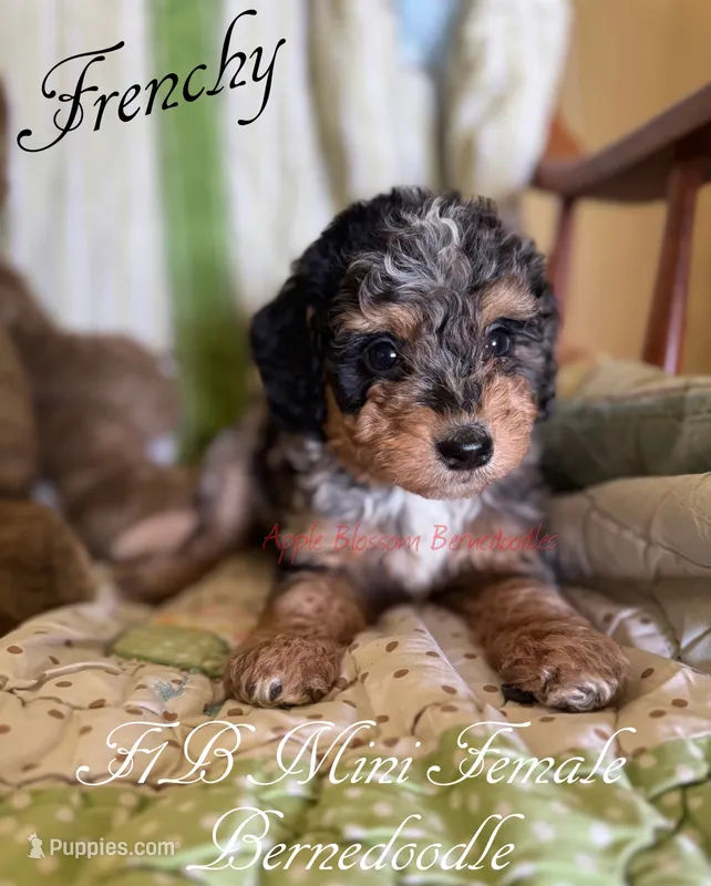 Frenchy – Miniature Bernedoodle puppy for sale in Columbus, NE