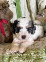Marty, a female Miniature Bernedoodle for sale in Columbus, NE – 1 of 2