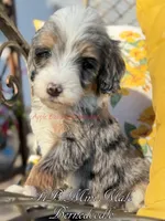 Bumble, a male Miniature Bernedoodle for sale in Columbus, NE – Photo 2 of 2