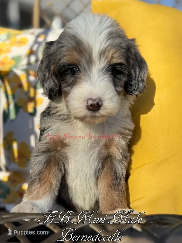 Bumble, a male Miniature Bernedoodle for sale in Columbus, NE – Photo 1 of 2