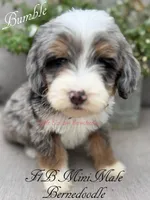 Bumble, a male Miniature Bernedoodle for sale in Columbus, NE – 2 of 4