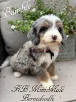 Bumble, a male Miniature Bernedoodle for sale in Columbus, NE – 1 of 4