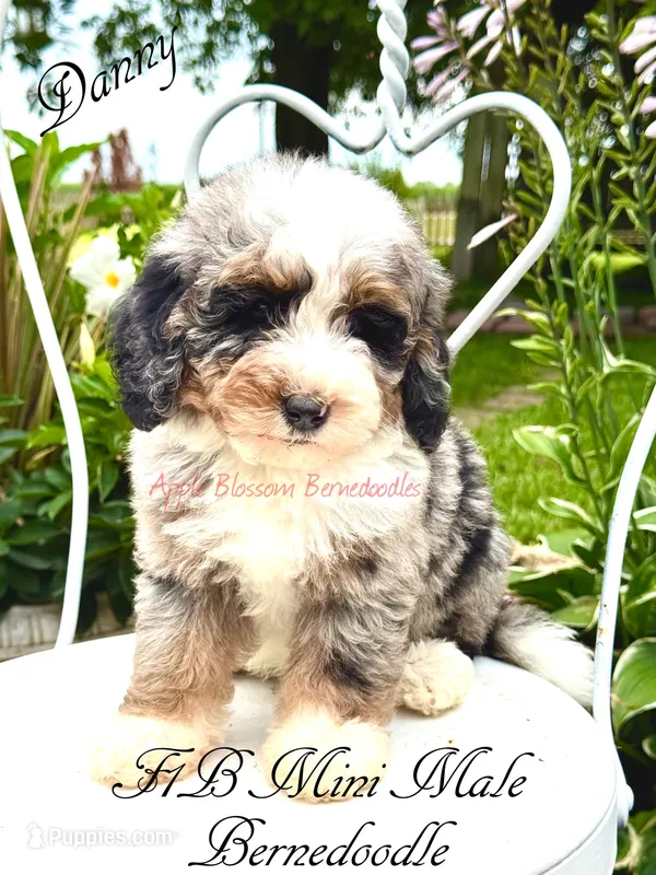 Danny – Miniature Bernedoodle puppy for sale in Columbus, NE
