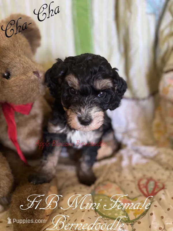 Cha-Cha – Miniature Bernedoodle puppy for sale in Columbus, NE