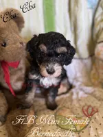 Cha-Cha, a female Miniature Bernedoodle for sale in Columbus, NE – 1 of 2