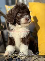 Clover, a female Miniature Bernedoodle for sale in Columbus, NE – Photo 2 of 2