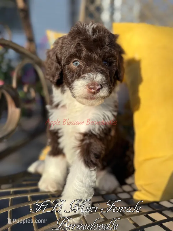Clover – Miniature Bernedoodle puppy for sale in Columbus, NE