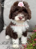 Clover, a female Miniature Bernedoodle for sale in Columbus, NE – 1 of 4