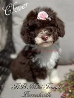 Clover, a female Miniature Bernedoodle for sale in Columbus, NE – 2 of 4
