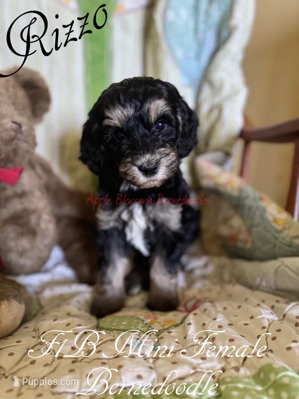 Rizzo – Miniature Bernedoodle puppy for sale in Columbus, NE