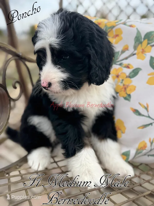 Poncho  – Bernedoodle puppy for sale in Columbus, NE