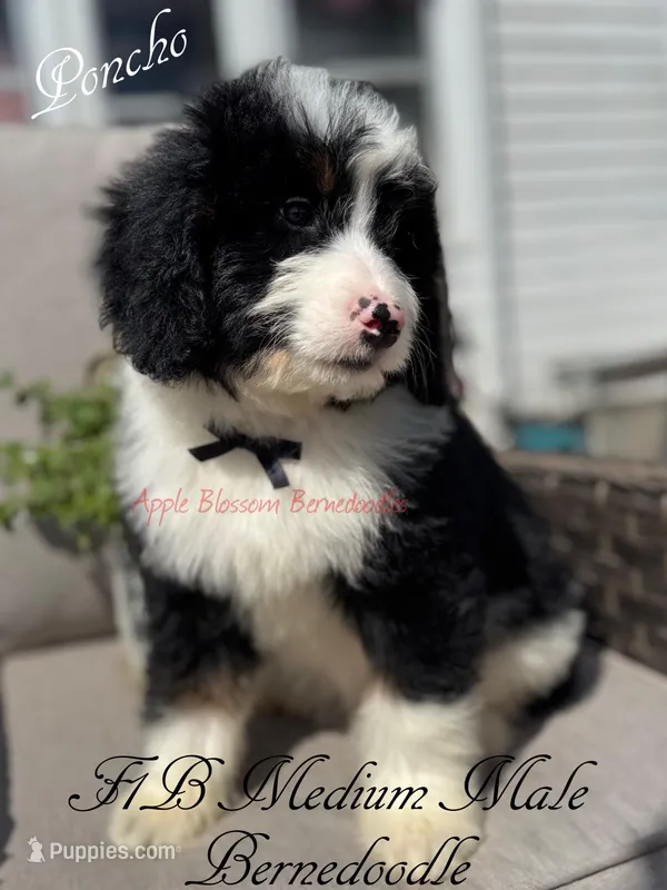 Poncho  – Bernedoodle puppy for sale in Columbus, NE