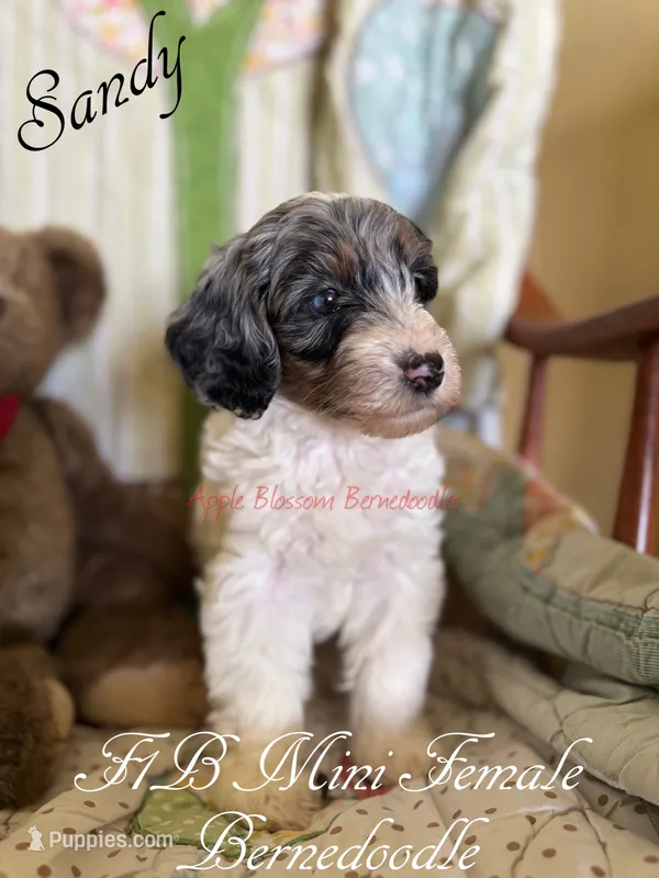 Sandy – Miniature Bernedoodle puppy for sale in Columbus, NE