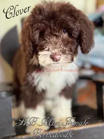 Clover, a female Miniature Bernedoodle for sale in Columbus, NE – 4 of 8