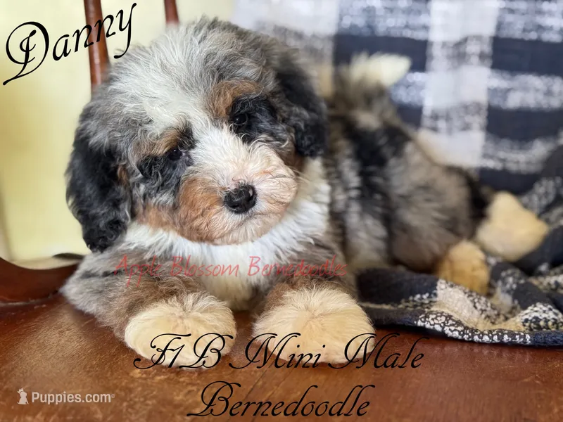 Danny – Miniature Bernedoodle puppy for sale in Columbus, NE