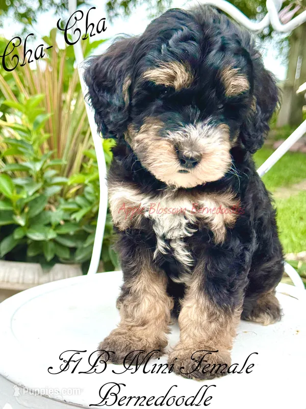 Cha-Cha – Miniature Bernedoodle puppy for sale in Columbus, NE