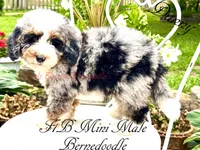 Danny, a male Miniature Bernedoodle for sale in Columbus, NE – 4 of 6