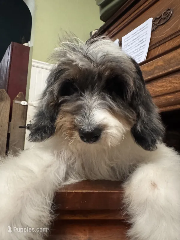 Dandy – Miniature Bernedoodle puppy for sale in Columbus, NE