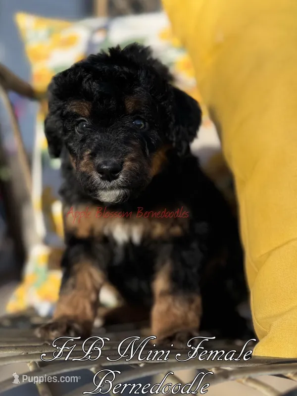 Birdie – Miniature Bernedoodle puppy for sale in Columbus, NE
