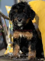 Birdie, a female Miniature Bernedoodle for sale in Columbus, NE – Photo 2 of 2
