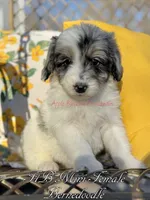 Rosie, a female Miniature Bernedoodle for sale in Columbus, NE – Photo 2 of 2