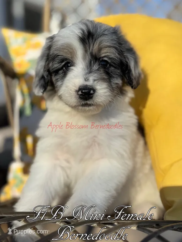 Rosie – Miniature Bernedoodle puppy for sale in Columbus, NE