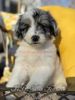 Rosie, a female Miniature Bernedoodle for sale in Columbus, NE – Photo 1 of 2