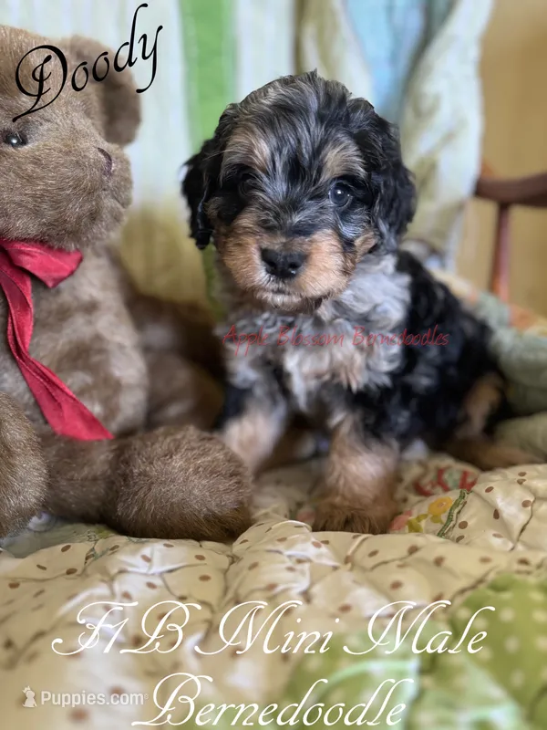 Doody – Miniature Bernedoodle puppy on hold in Columbus, NE