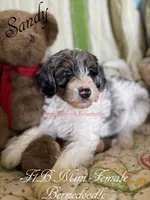 Sandy, a female Miniature Bernedoodle for sale in Columbus, NE – 2 of 2